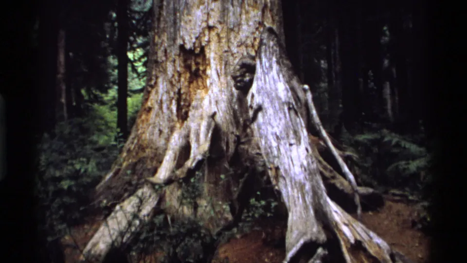Final 1974 Vancouver forest frame showing the old tree base, pale roots, bark texture, and shaded trees receding behind it.