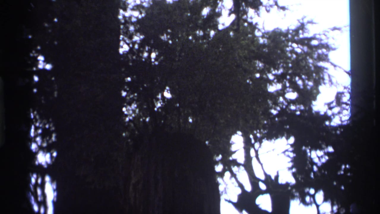 1974 Vancouver forest footage showing dark tree trunks and overhead branches silhouetted against bright sky on 8mm film.