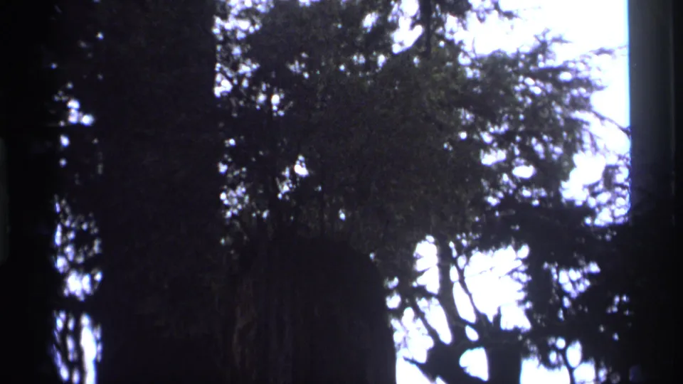 1974 Vancouver forest footage showing dark tree trunks and overhead branches silhouetted against bright sky on 8mm film.