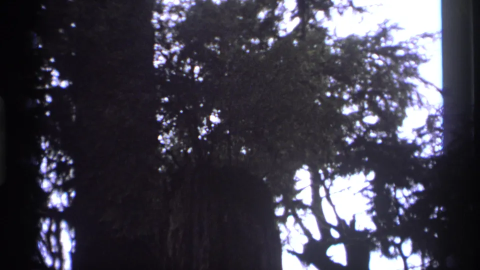 Shadowed Vancouver forest canopy in 1974 home-movie footage, with tree shapes framed against overexposed sky.