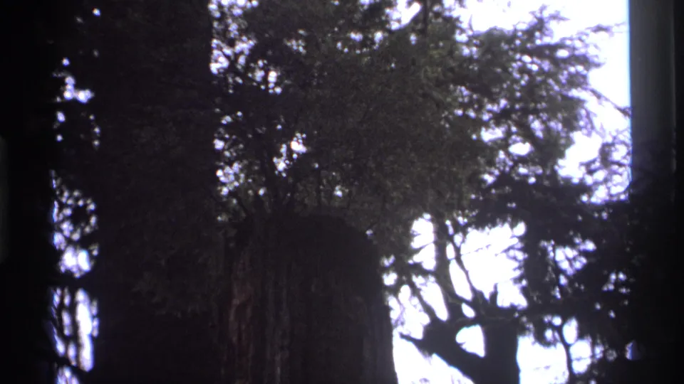 Large tree trunk and branching canopy in Vancouver forest footage, rendered in high contrast by the bright sky behind it.