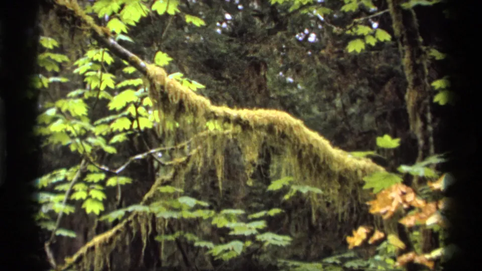 Moss-draped branch with green leaves and dark forest background in 1974 Vancouver 8mm home-movie footage.