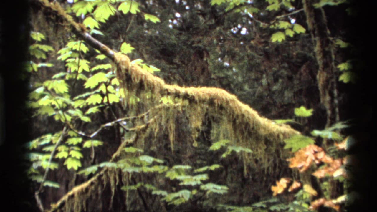 1974 Vancouver 8mm frame showing a moss-draped branch, green leaves, and dark forest canopy.