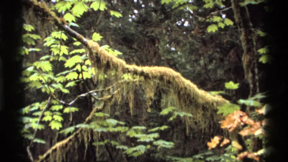 1974 Vancouver 8mm frame showing a moss-draped branch, green leaves, and dark forest canopy.