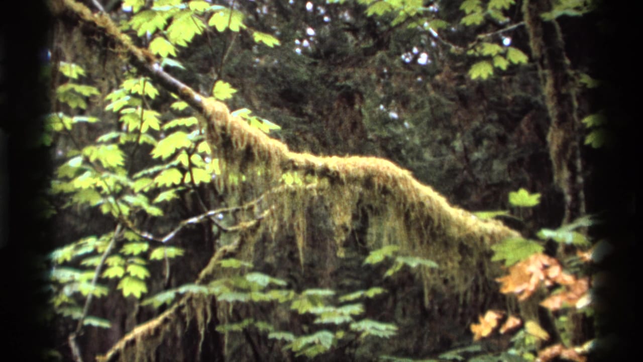 Mossy branch and leafy forest canopy in soft focus.