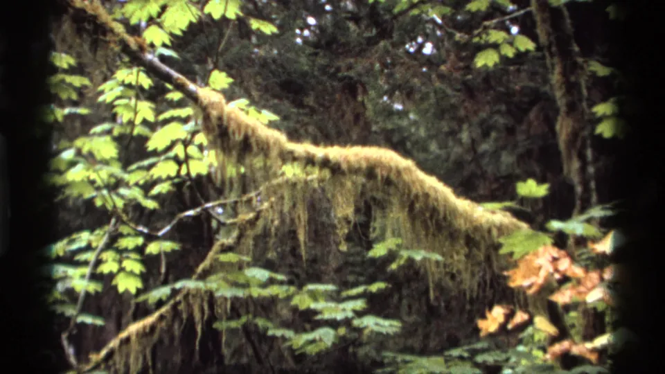8mm home-movie frame from Vancouver in 1974 showing moss, leafy branches, and dense woods.