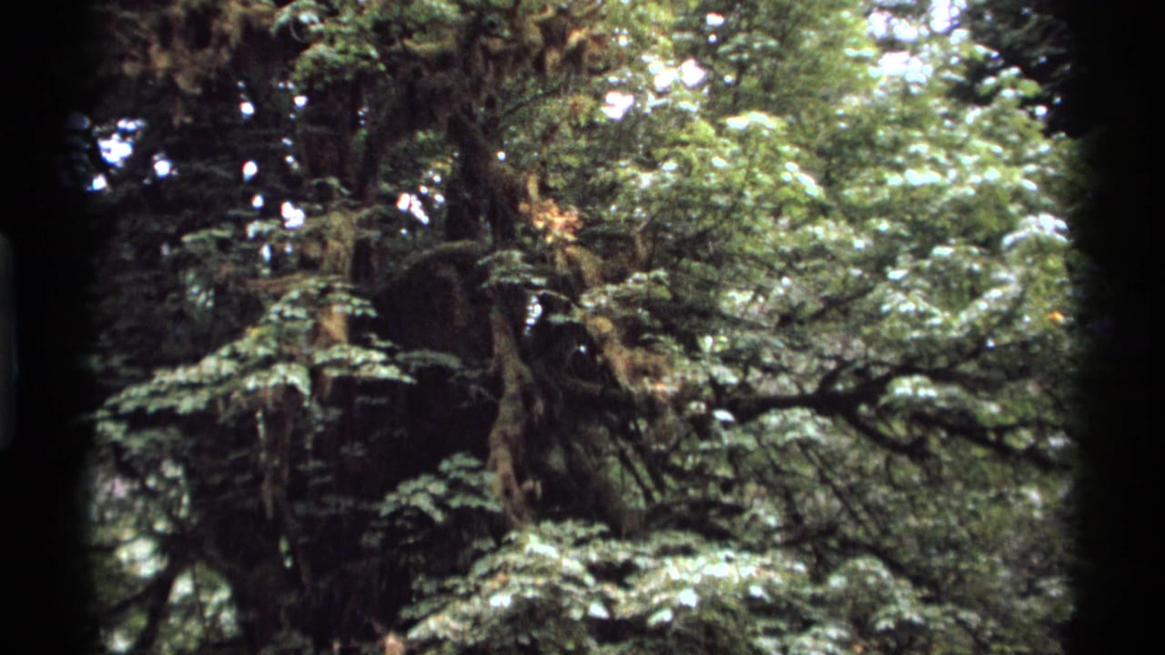 Mossy forest branches and green leaves beneath a bright canopy.