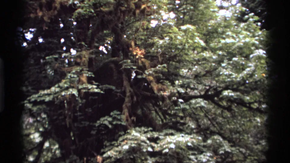 1974 Vancouver forest view with layered branches, moss, and soft sunlight across the leafy canopy.