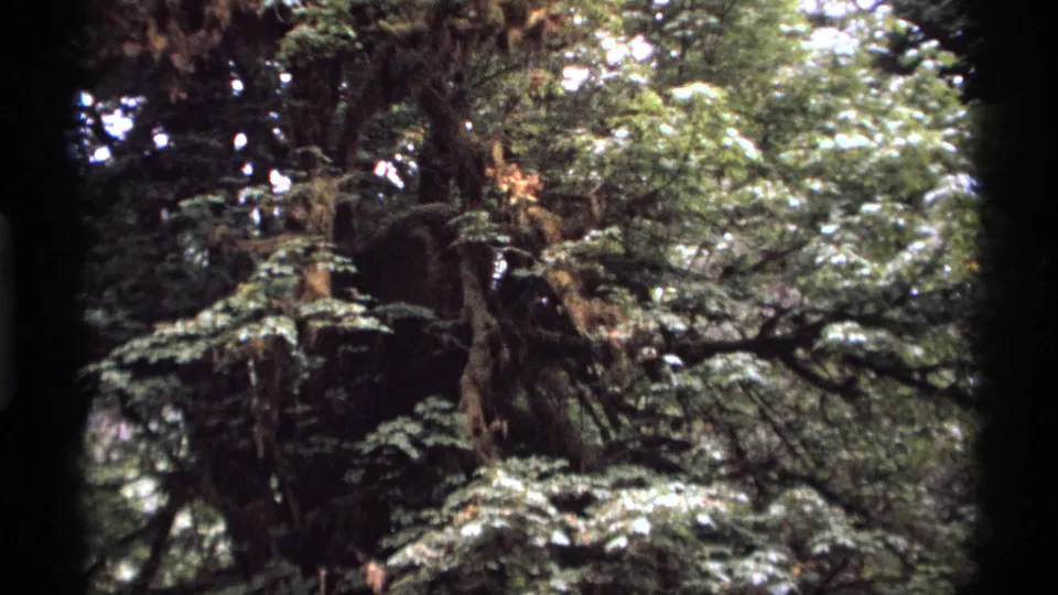 1974 Vancouver home-movie frame of a mossy forest, with foliage, tree limbs, and overexposed sky patches.