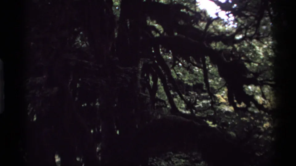 1974 Vancouver forest footage shifts darker, showing silhouetted limbs, moss, and foliage against filtered light.