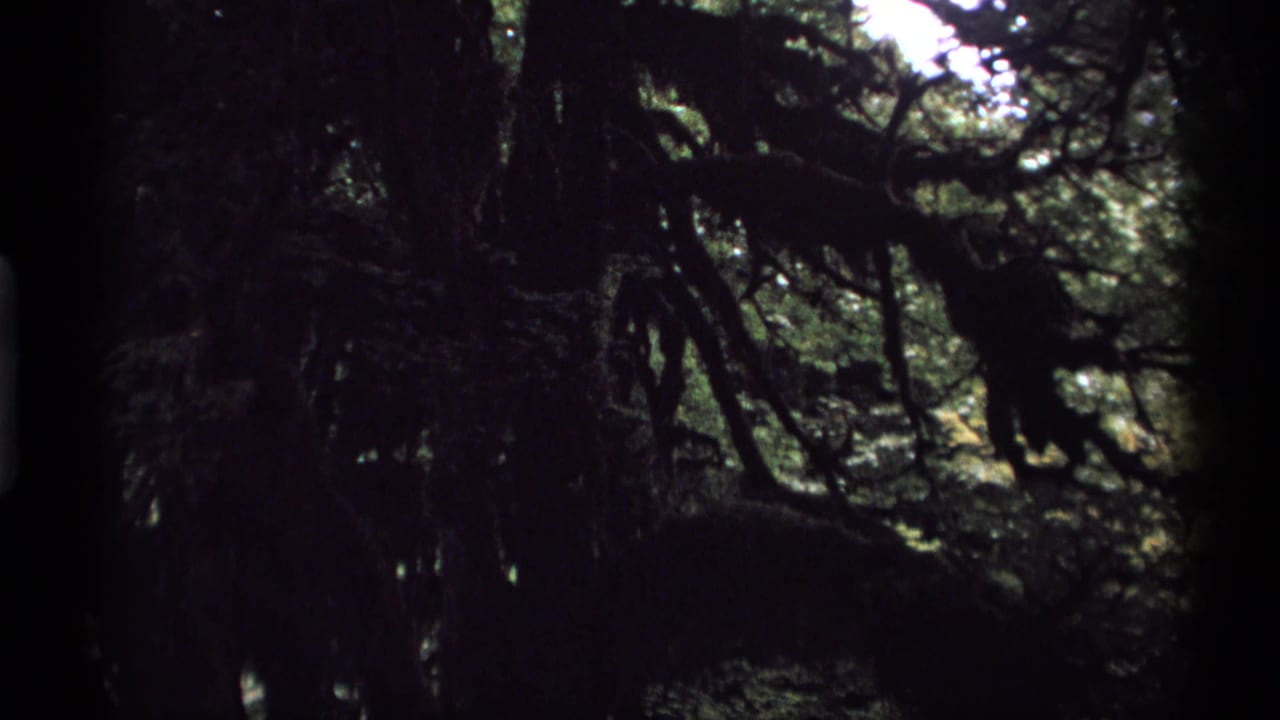 Dark forest canopy with mossy branches and filtered light.