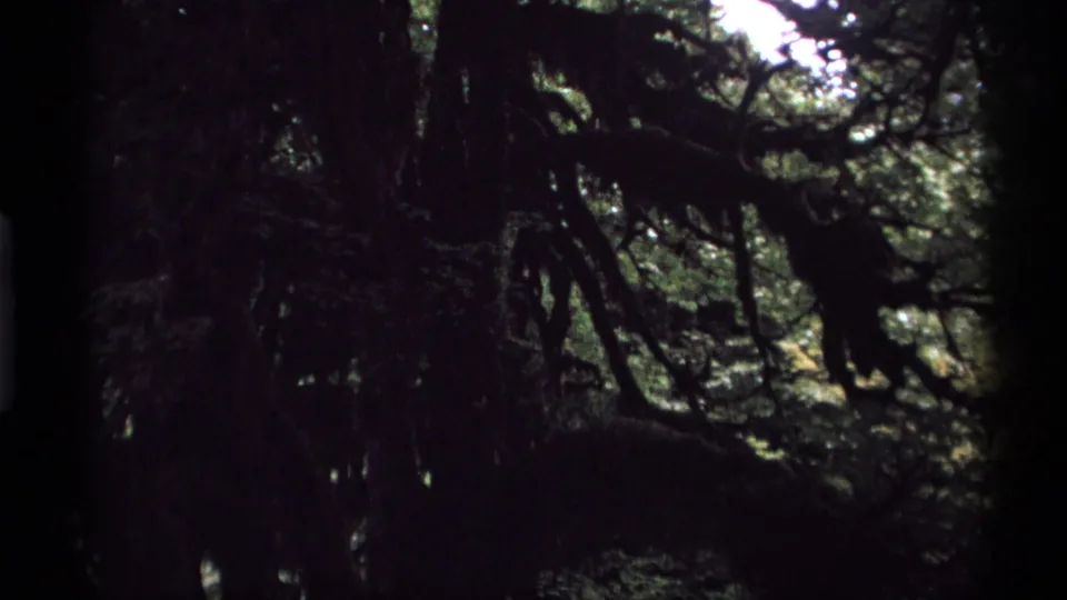 1974 Vancouver home-movie frame showing a shaded forest canopy, mossy limbs, and small patches of light through foliage.