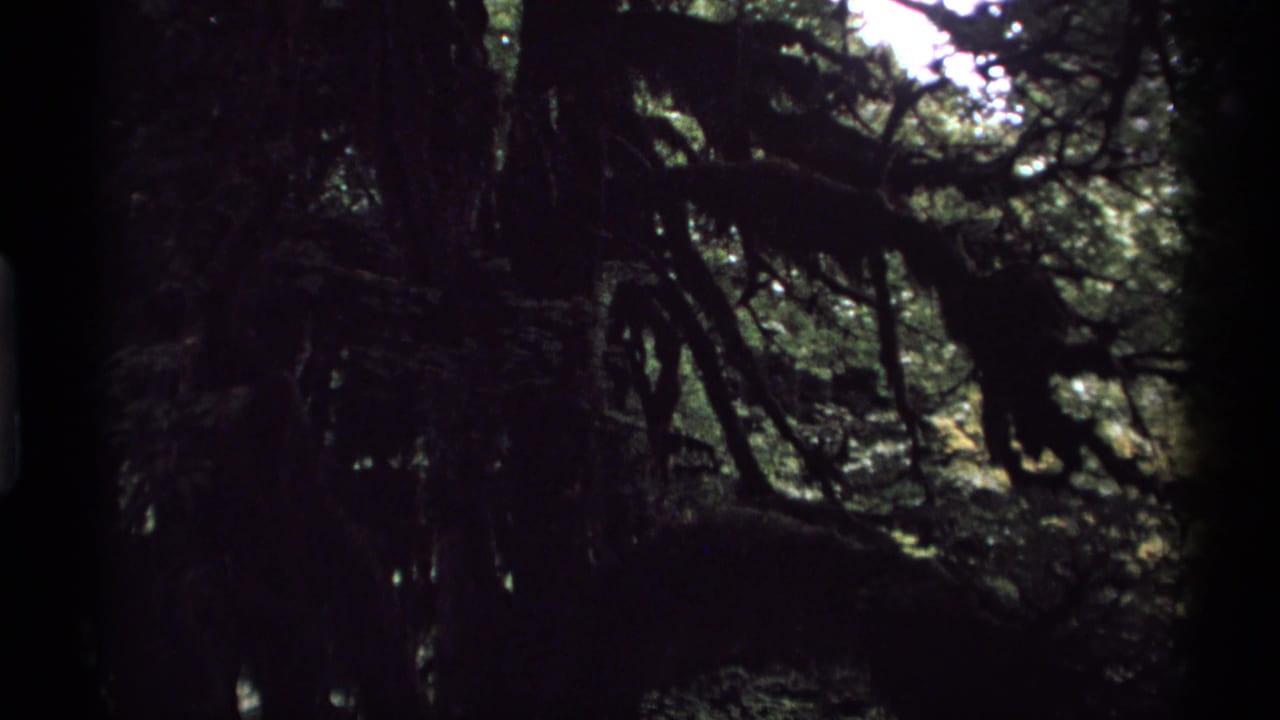 Shaded woodland branches with dim green foliage and bright canopy gaps.