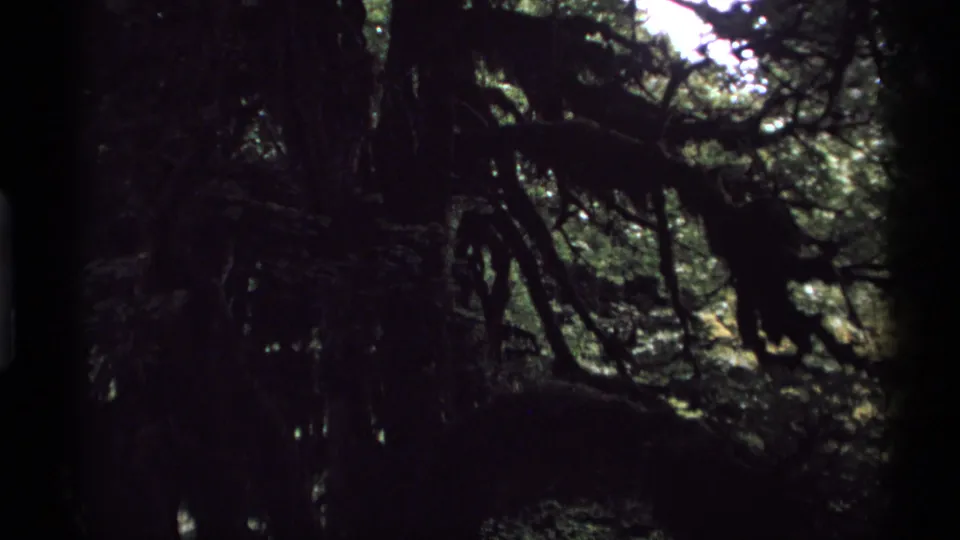 1974 Vancouver forest view with tangled mossy branches, deep shadow, and bright openings in the overhead canopy.