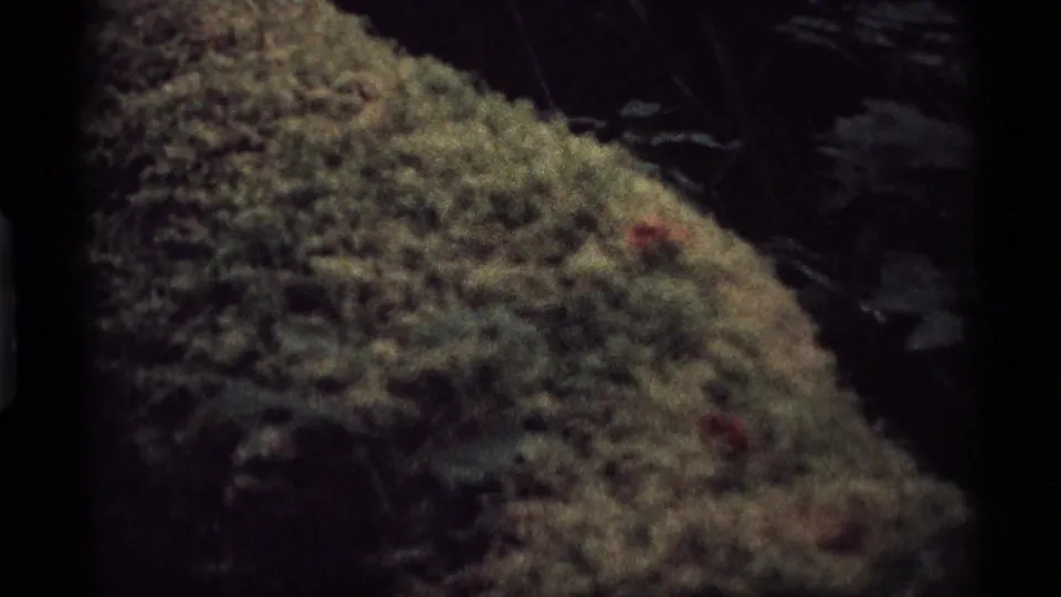 1974 Vancouver home-movie frame focused on moss-covered ground or a fallen log, with a dark forest background beyond.