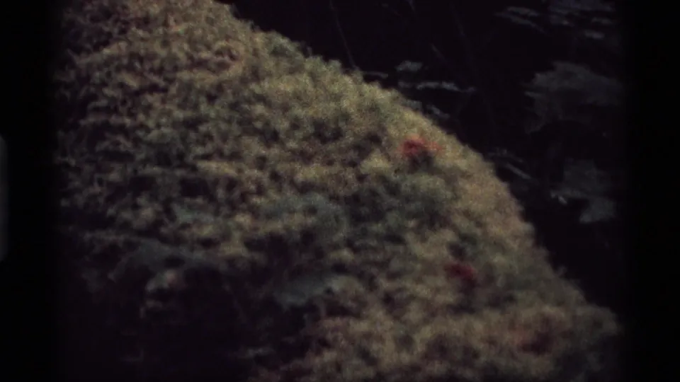 1974 Vancouver forest frame with a mossy foreground slope or log and a dark, branch-filled woodland background.