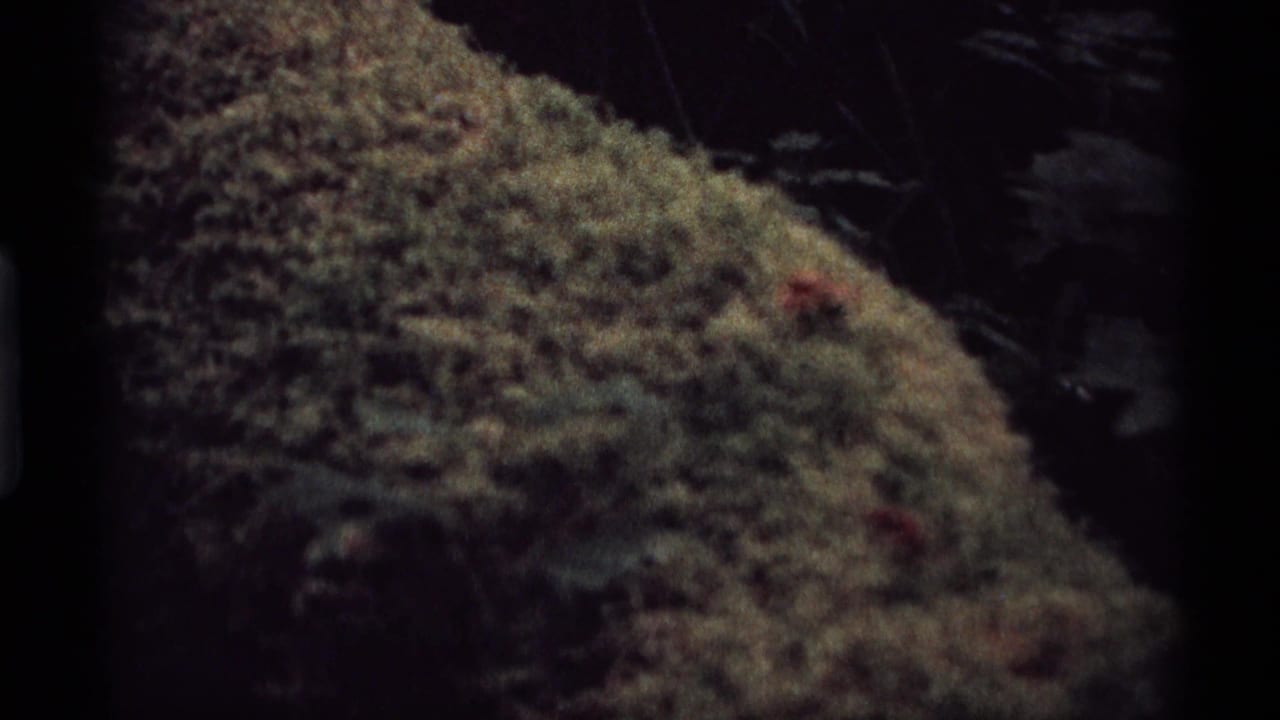 Dark close view of mossy or seaweed-covered rock beside shadowed tidepool water.