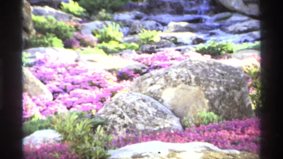 Close garden view of purple flowers carpeting the ground among large rocks, shrubs, and low ornamental plantings.