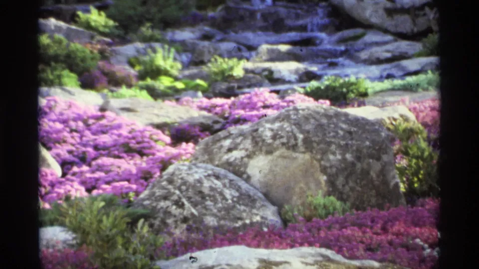 A 1970s 8mm frame from the supplied reel showing dense purple flowers, gray boulders, and green shrubs in a landscaped rock garden.