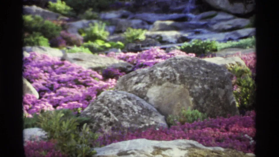 Landscaped rock garden on 8mm film, with clusters of purple flowers, low greenery, and rounded gray boulders filling the frame.