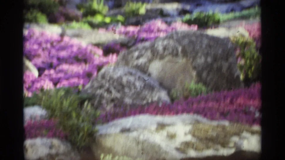 Slightly blurred 8mm garden frame showing purple flowers, green plants, and pale rocks during a handheld movement or focus shift.