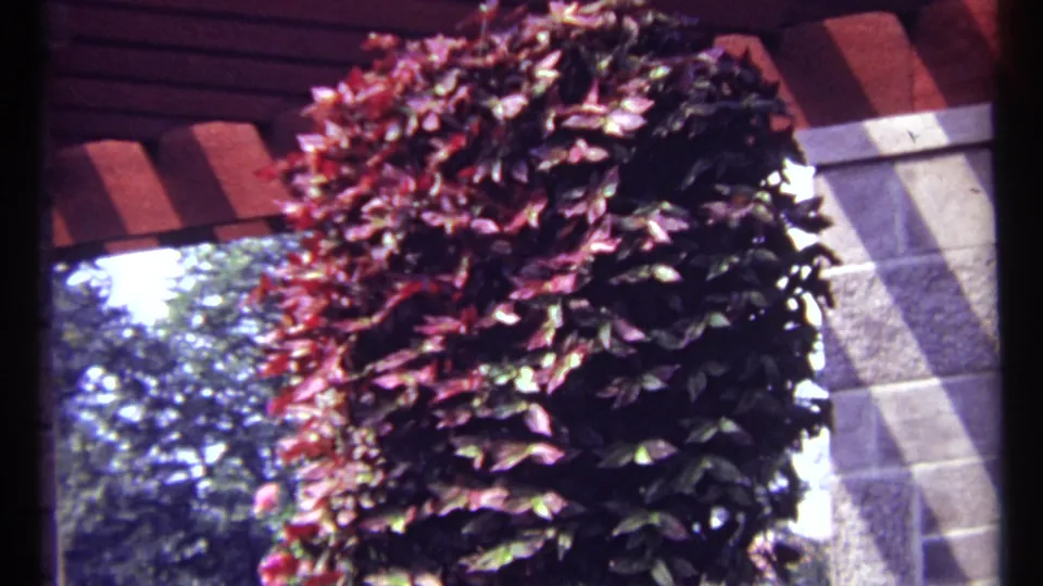 1967 Montreal home-movie frame centered on deep red hanging foliage below a red-tiled patio roof and stone supports.