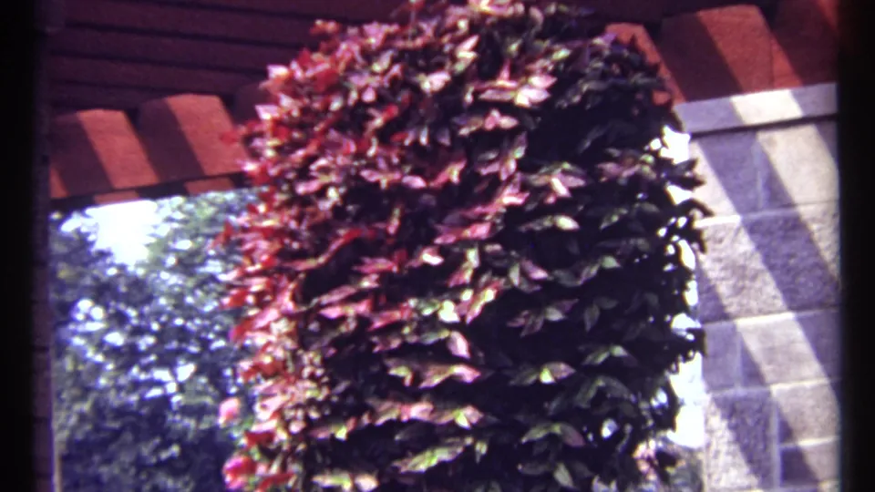 1967 Montreal patio detail showing a red foliage arrangement, masonry pillar, red tile roof, and leafy outdoor background.