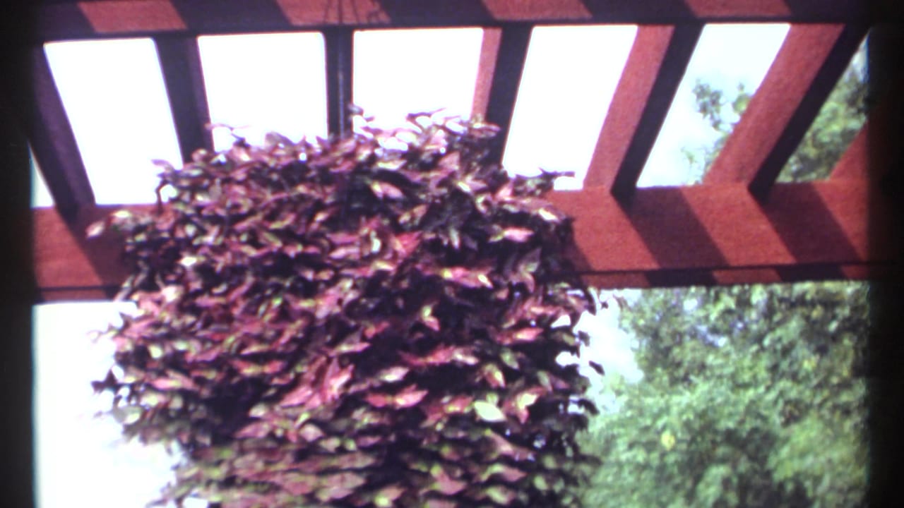Dark red hanging plant beneath red-brown pergola beams against bright sky.