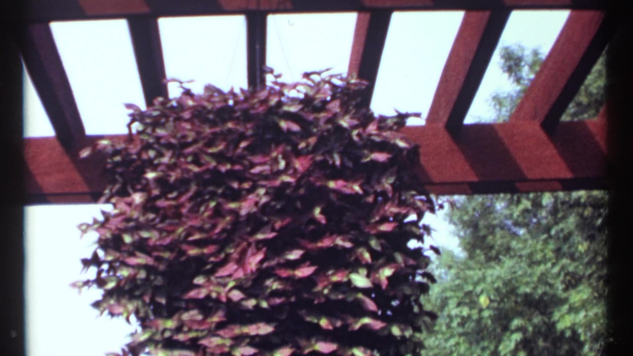 A low-angle 1967 Montreal view of red-purple hanging foliage under a wooden pergola, with trees visible through the structure.