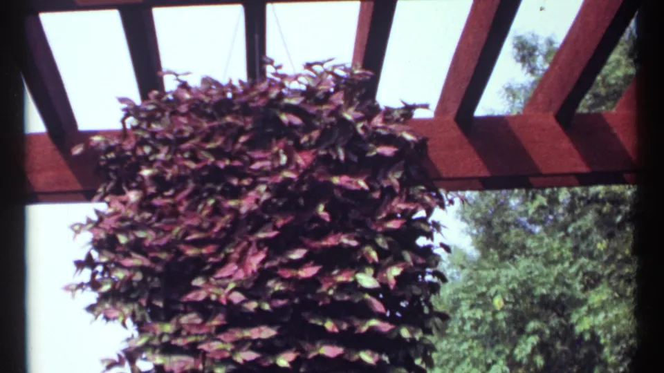 The 8mm frame holds on a red leafy hanging basket beneath red-brown pergola beams in a bright Montreal outdoor setting.