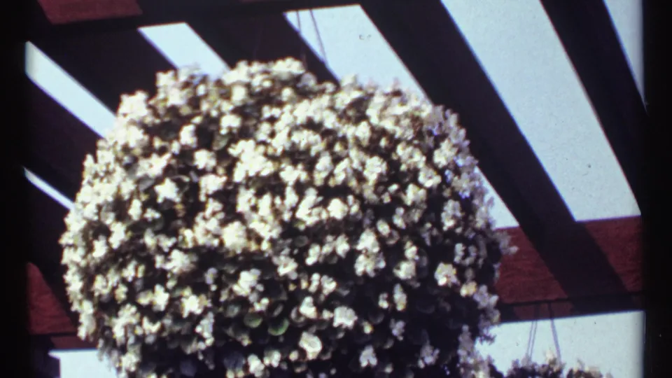 A white flowering hanging basket appears under the wooden pergola, with blue sky and dark beam shadows in the 1967 Montreal footage.