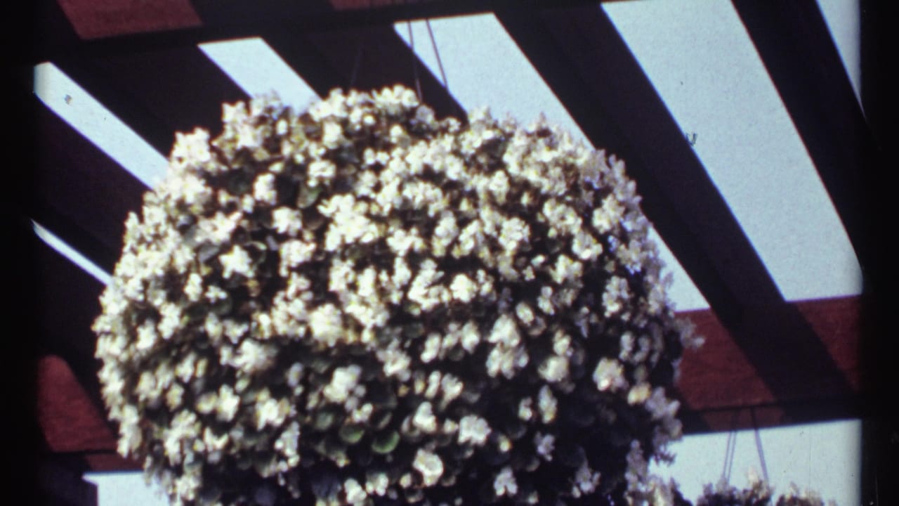 1967 Montreal 8mm frame showing a dense white hanging flower basket under a wooden pergola with sky behind it.