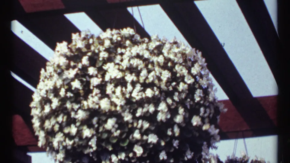 1967 Montreal 8mm frame showing a dense white hanging flower basket under a wooden pergola with sky behind it.