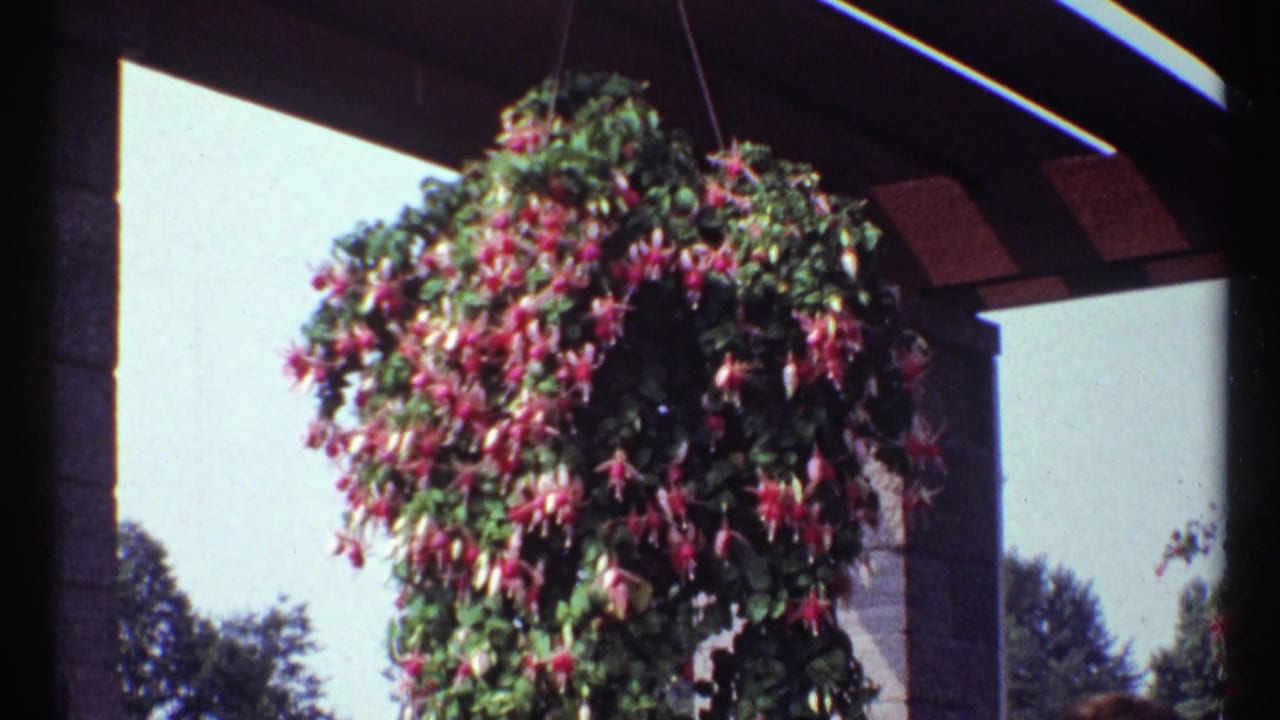 Pink fuchsia hanging basket beside stone pillars and pergola beams.