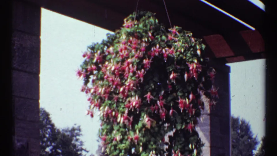 1967 Montreal 8mm frame with pink fuchsia blossoms and green foliage hanging below dark pergola beams.