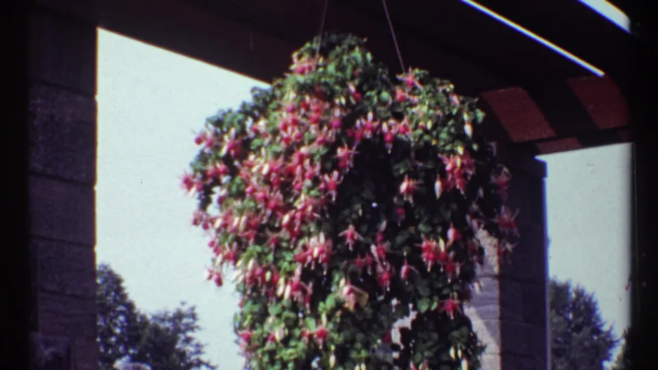 1967 Montreal frame showing a rounded pink fuchsia hanging basket beneath a pergola with trees in the background.