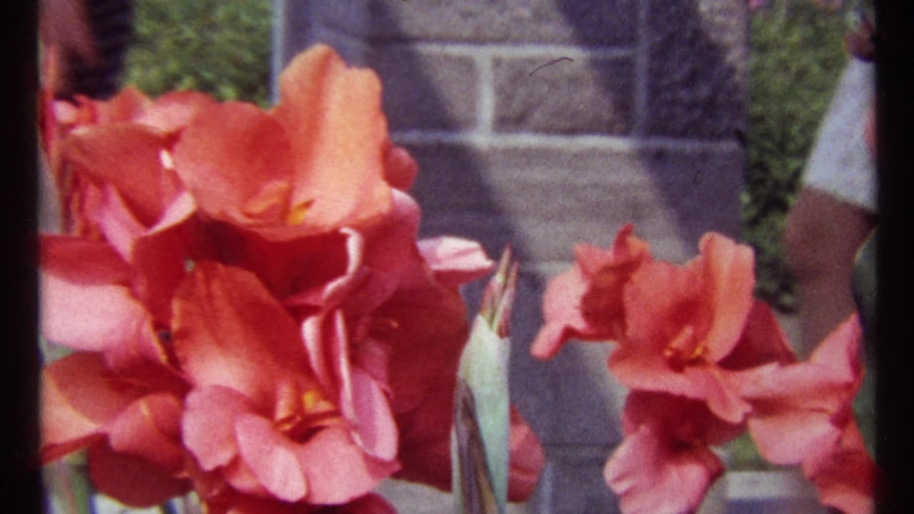 Coral-pink garden flowers beside a stone pillar with a passerby partly visible behind them.