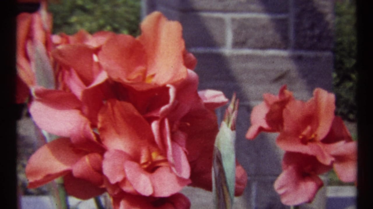 Close view of pink-orange flowers and buds with stonework and greenery behind.