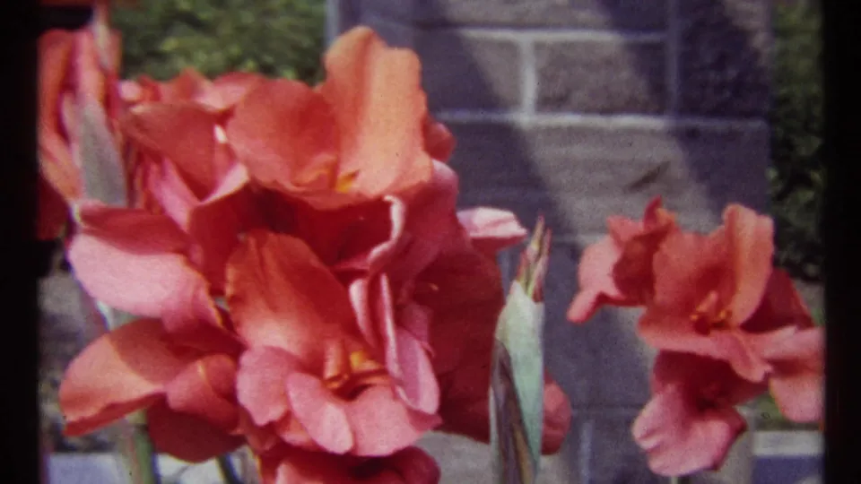 Close 8mm frame from the Montreal garden scene showing pink-orange blossoms, unopened buds, stone blocks, foliage, and a partial passerby.