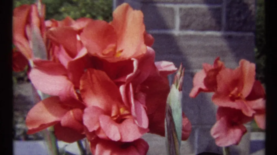 1967 Montreal garden close-up with large pink canna-like flowers, upright buds, stonework, and soft handheld 8mm framing.
