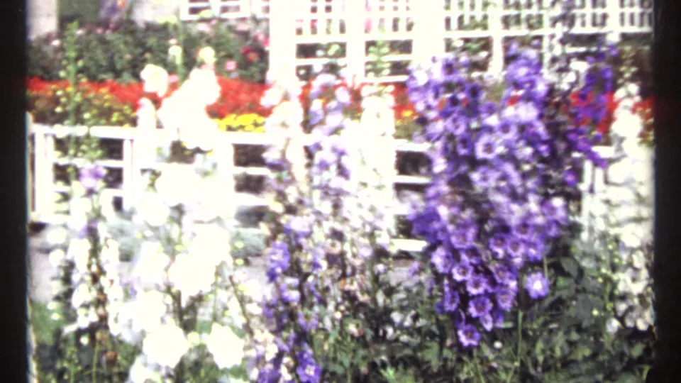A close, bright 8mm view shows tall purple and white flowering plants with a white garden fence or trellis behind them.
