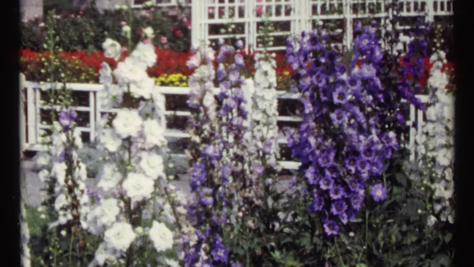 Tall purple and white flowers fill the frame in the 1967 Montreal garden footage, with a white trellis and planted beds behind.