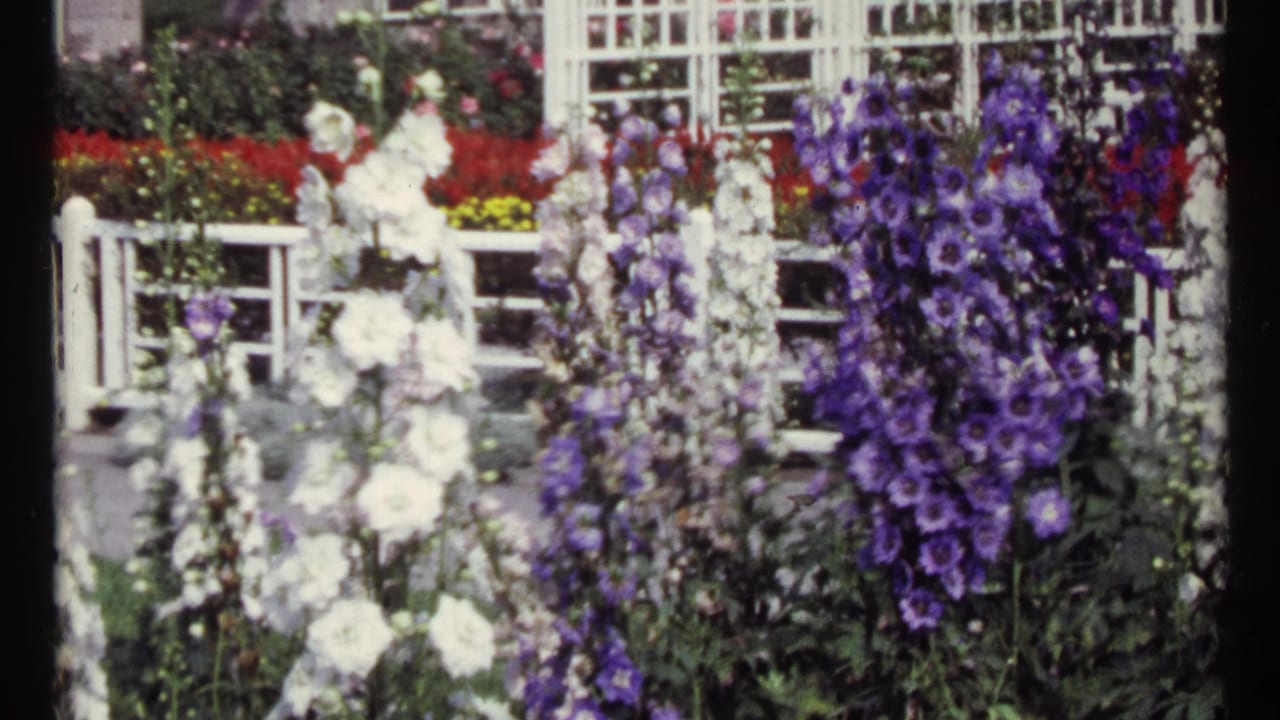 Tall white and purple flowers in a garden with lattice fencing behind them.