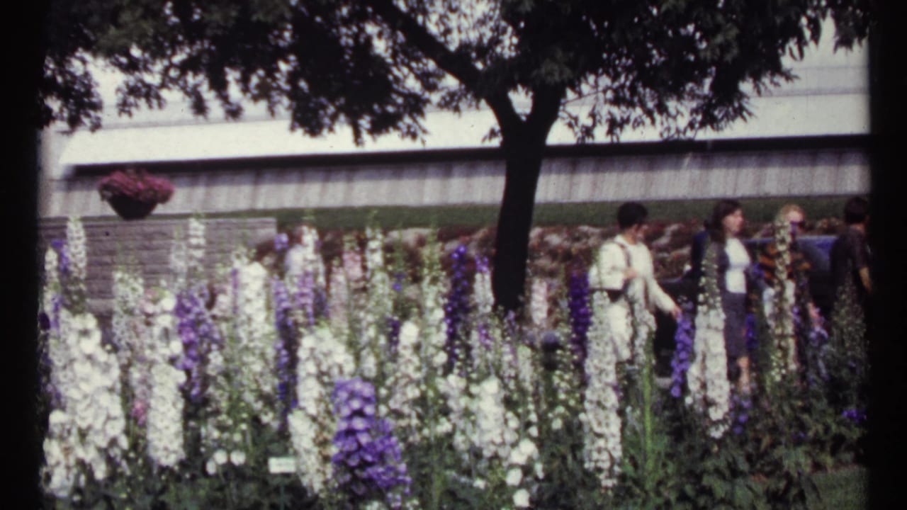 1967 Montreal garden view with visitors walking beside tall purple and white flowers under a shaded tree.