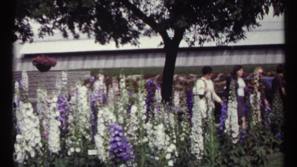 1967 Montreal garden view with visitors walking beside tall purple and white flowers under a shaded tree.