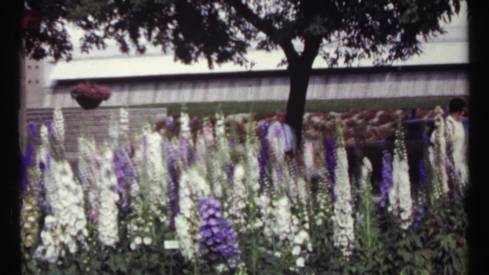 Soft 8mm frame from 1967 Montreal showing visitors among tall garden flowers beneath a broad tree canopy.