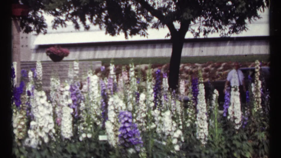 1967 Montreal 8mm frame with tall ornamental flowers in shade and visitors partially visible beyond a tree.