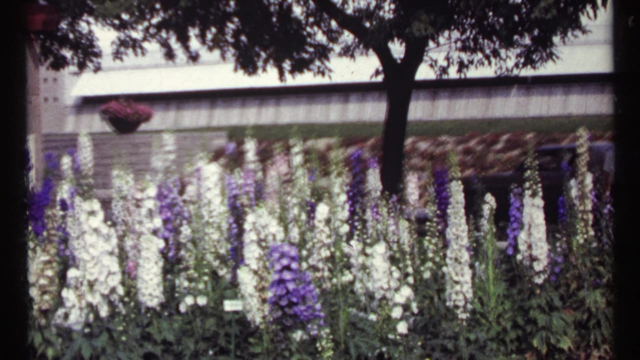 Tall white and purple flowers in a garden bed beneath a tree, with a building behind.