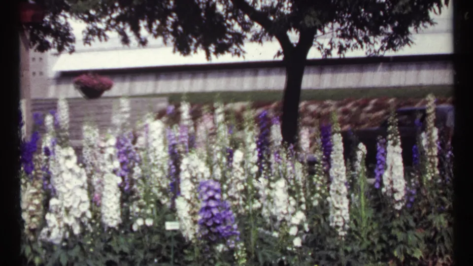 1967 Montreal garden view with white and purple foxgloves, shaded tree branches, small plant labels, and a building facade in the background.