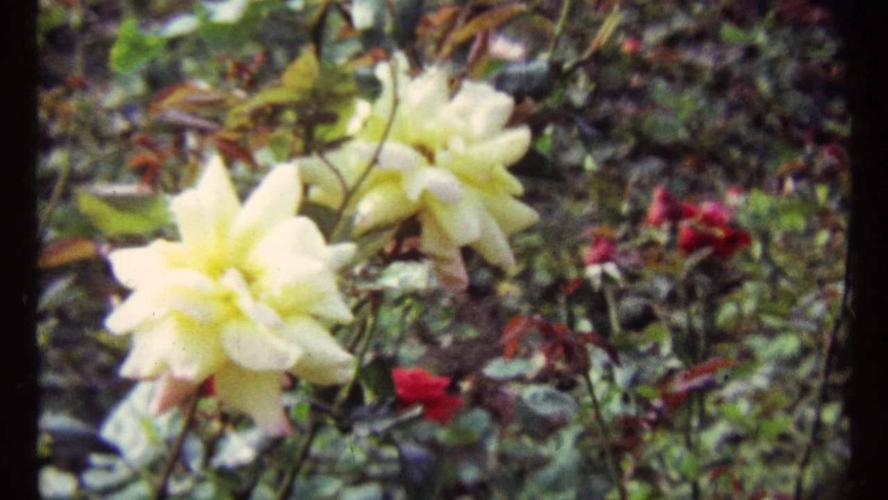 Close 8mm frame of pale yellow roses in a Montreal garden, surrounded by green leaves and soft red blossoms in the background.